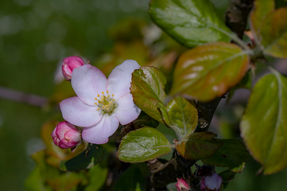 Blüte von Miris Kyffhäuser Apfel