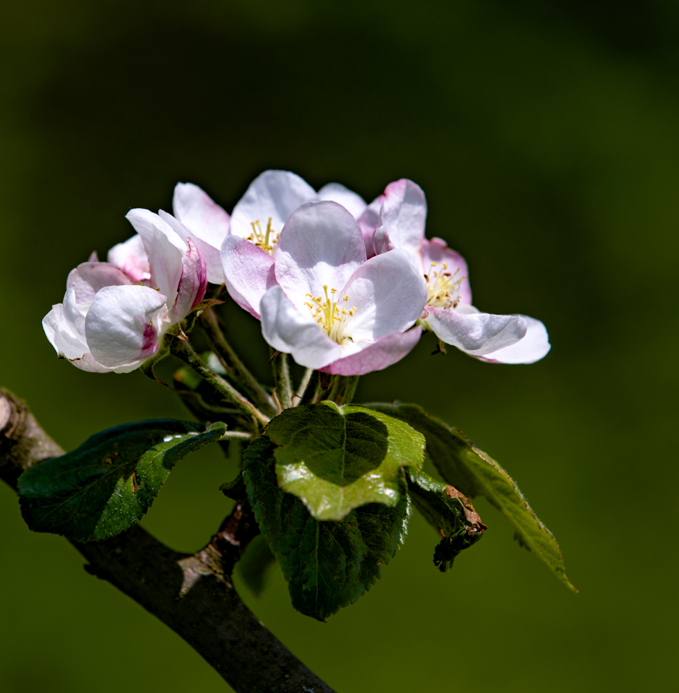Blüte von Miris Kyffhäuser Apfel