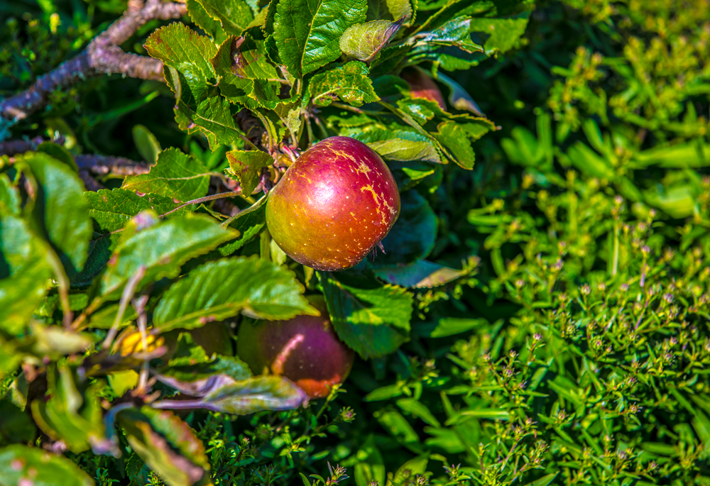 Äpfel aus dem Naturpark Kyffhäuser sind super lecker