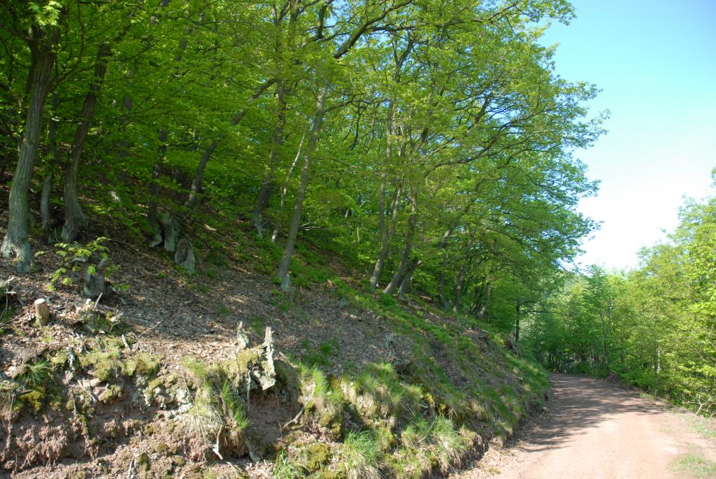 Walderlebnispfad .