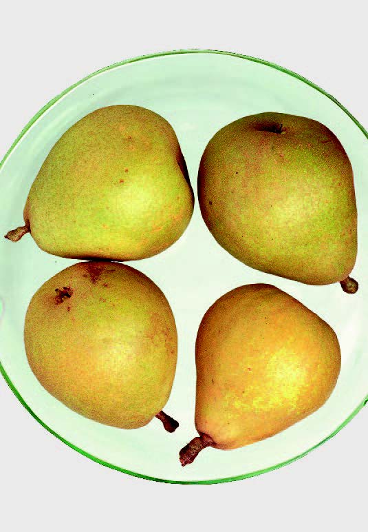 Gellerts Butterbirne