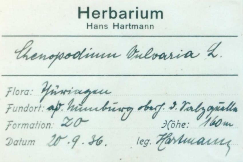 Herbaretikett von H. Hartmann